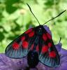 Zygaena lonicerae